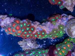 Zoanthids