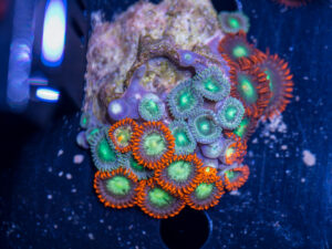 Zoanthids
