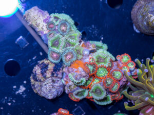 Zoanthids