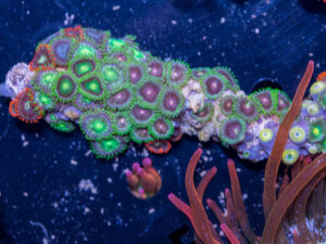 Zoanthids