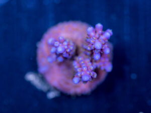 Acropora - Fireworks