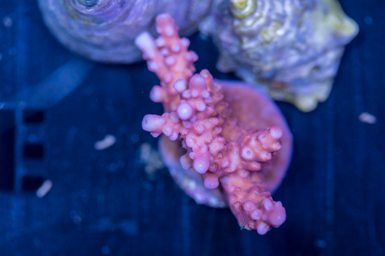 Acropora - Fireworks 1 Acropora - Fireworks