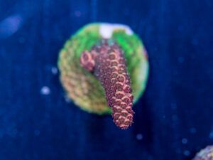 Acropora - Ranni