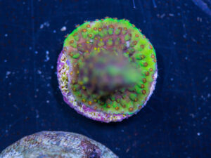 Acropora - Red Polyp Dallas