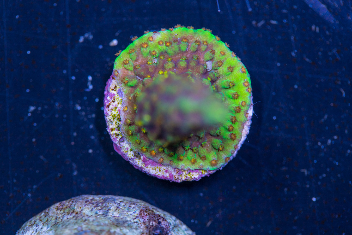 Acropora - Red Polyp Dallas 1 Acropora - Red Polyp Dallas