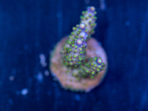 Acropora