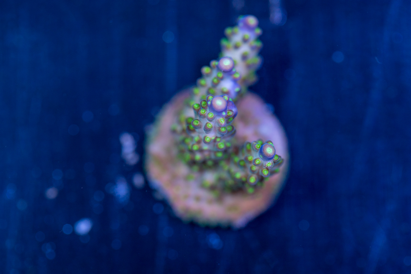 Acropora 1 Acropora