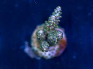 Acropora