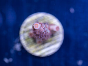 Acropora - Cherry Bomb