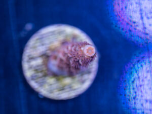 Acropora - Cherry Bomb
