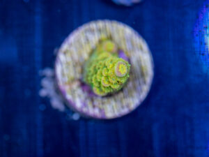 Acropora - Walt Disney