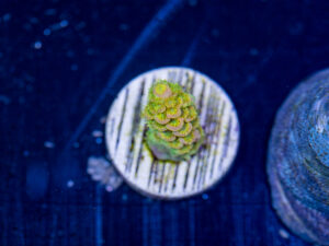 Acropora - Walt Disney