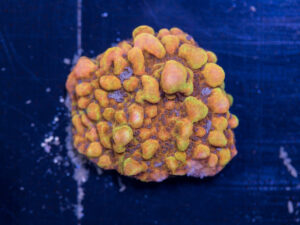 Montipora - Phoenix Danae