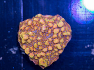 Montipora - Phoenix Danae