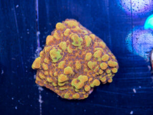 Montipora - Phoenix Danae