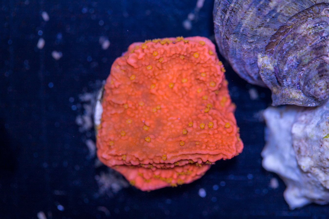 Montipora - Sunfire 1 Montipora - Sunfire