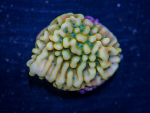 Montipora - Beach Bum