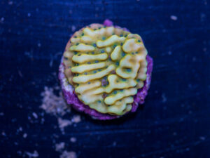 Montipora - Beach Bum