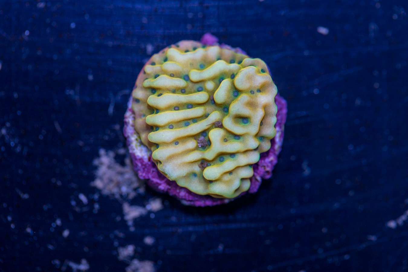 Montipora - Beach Bum 1 Montipora - Beach Bum