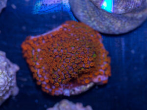 Montipora - Rainbow