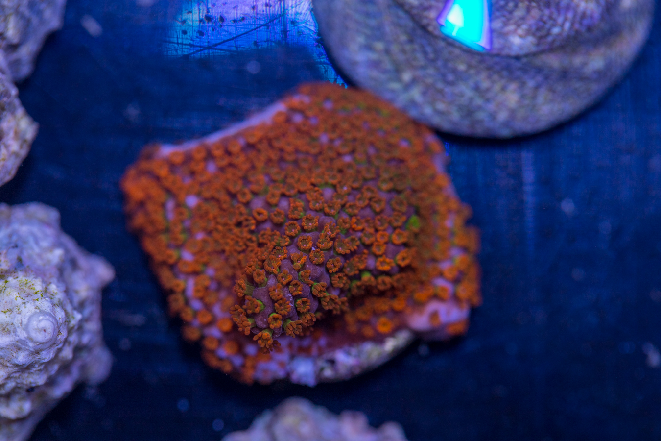 Montipora - Rainbow 1 Montipora - Rainbow