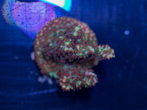 Acropora - Fruity Pebbles