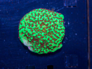 Montipora - Chilli Pepper