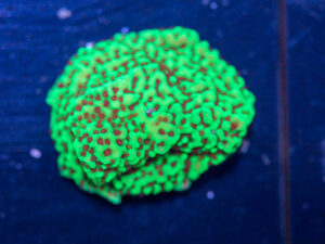 Montipora - Chilli Pepper
