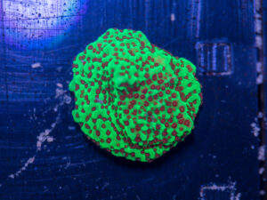 Montipora - Chilli Pepper