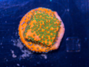 Montipora - Gold Rush