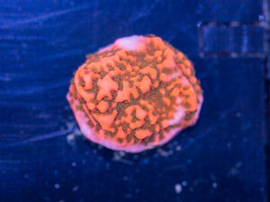 Montipora - Cherry Tree