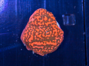 Montipora - Cherry Tree