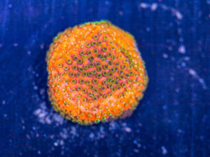 Montipora - Fairy Lights