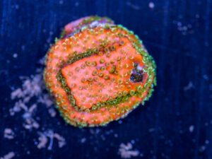 Montipora - Fairy Lights