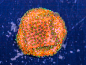 Montipora - Fairy Lights