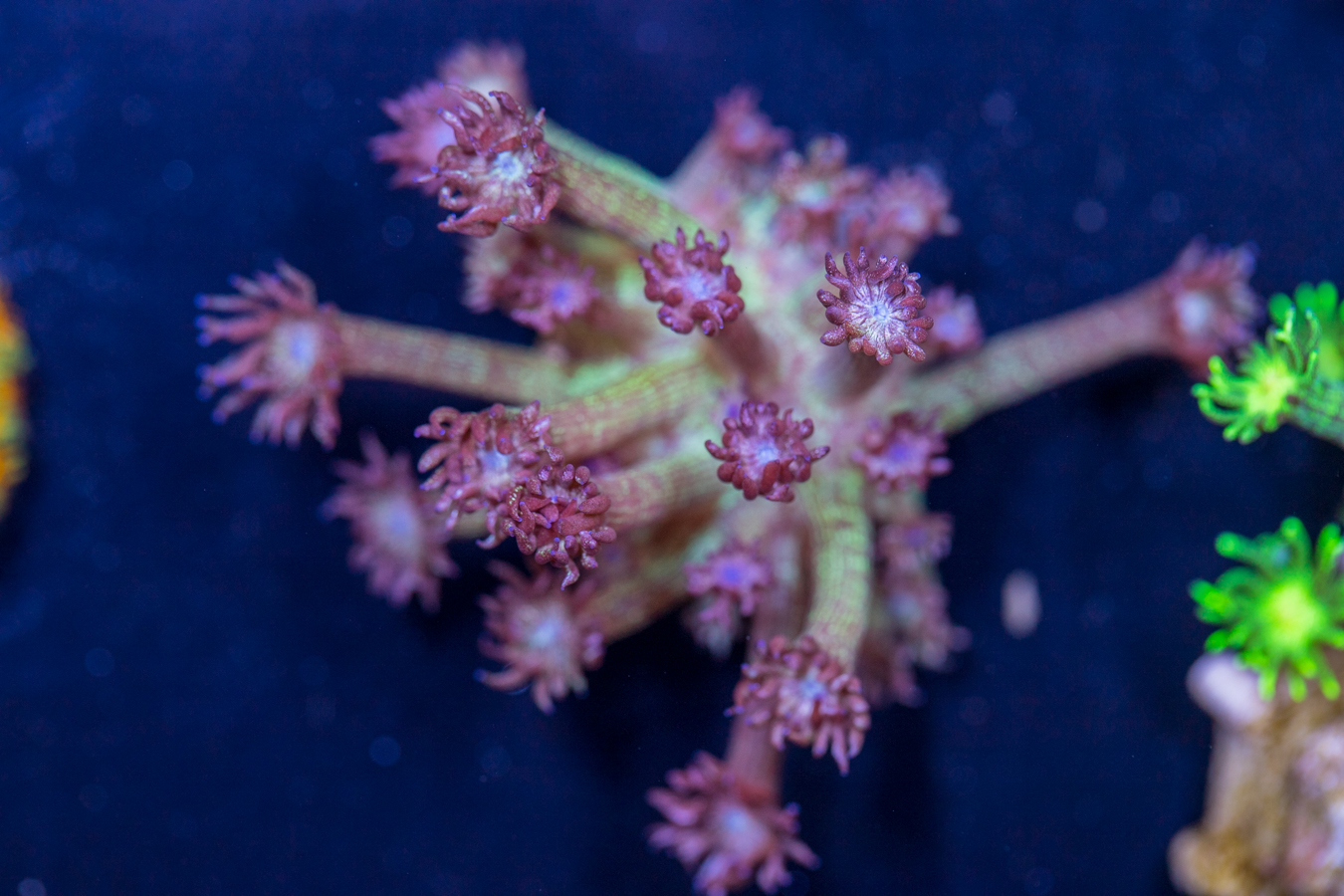 Goniopora - Glitter 1 Goniopora - Glitter