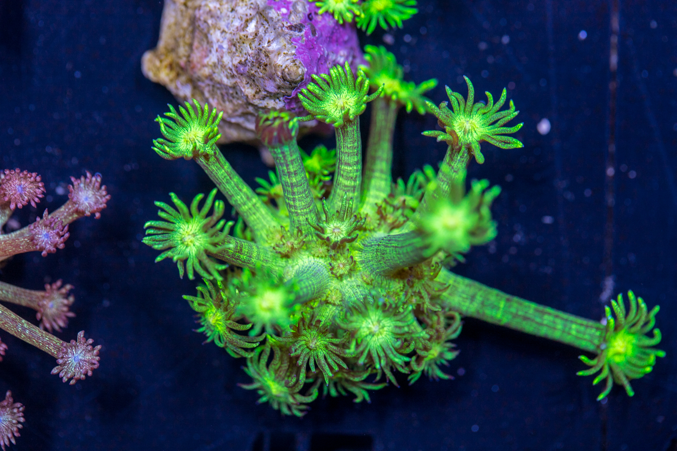 Goniopora - Glitter 1 Goniopora - Glitter