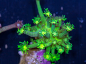 Goniopora - Glitter