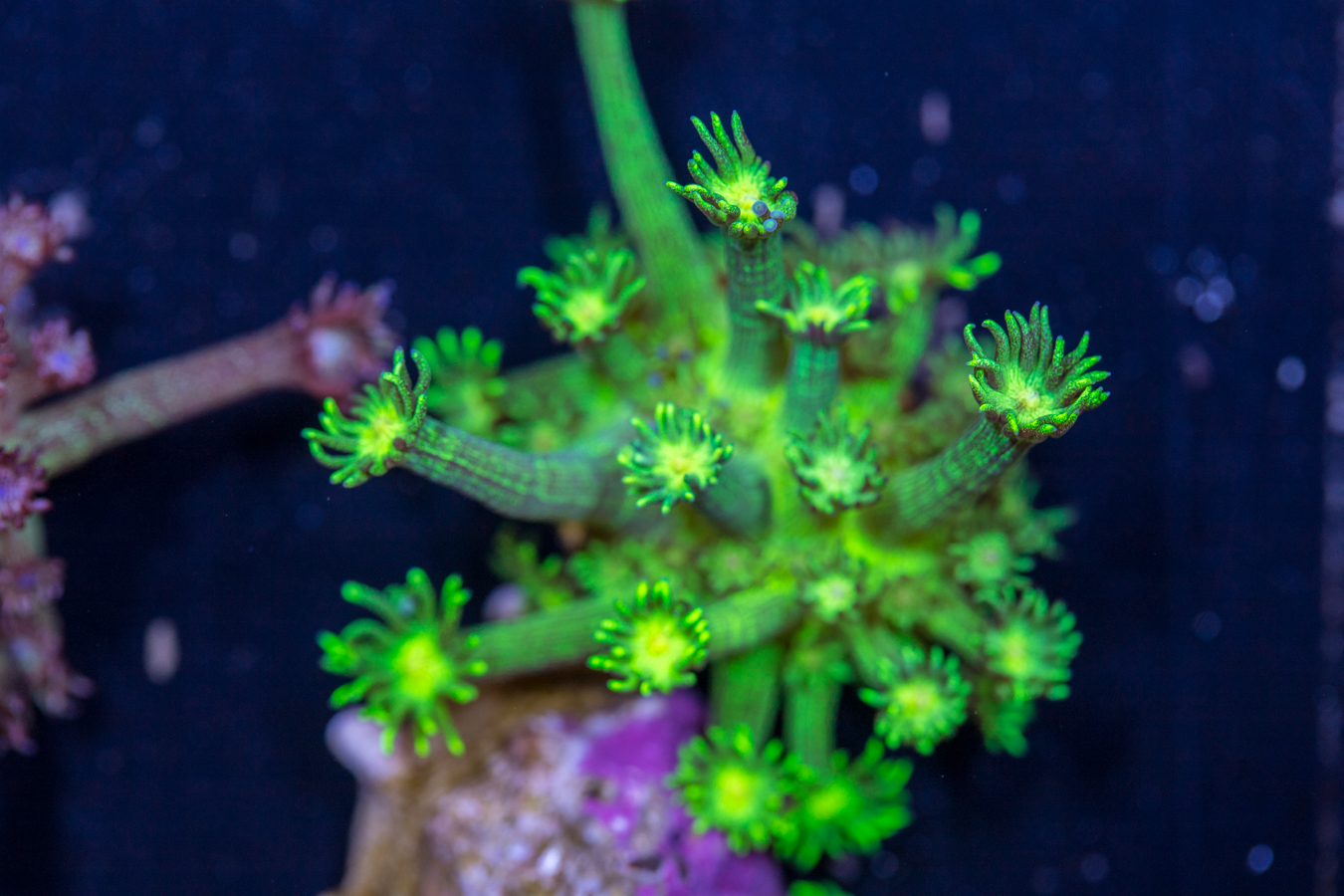 Goniopora - Glitter 1 Goniopora - Glitter