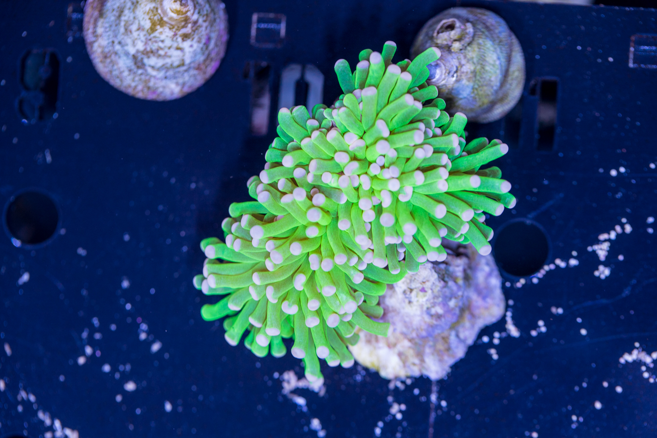 Torch - Hulk 1 Torch - Hulk