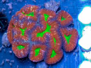 Lobophyllia