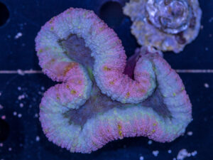 Lobophyllia