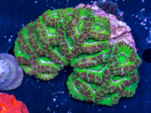 Acan - Lord Howe