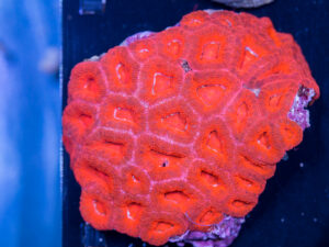 Acan - Lord Howe