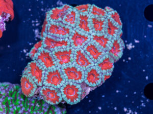 Acan - Lord Howe