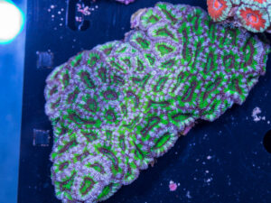 Acan - Lord Howe