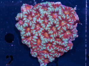 Acan - Lord Howe