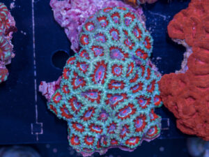 Acan - Lord Howe