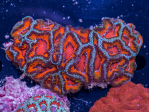 Acan - Lord Howe