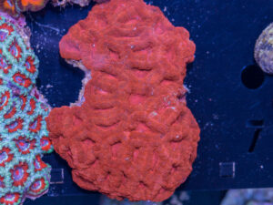 Acan - Lord Howe